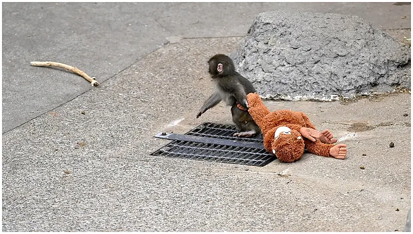 Emoji Pranksters Arrested After Storming Viral Monkey Enclosure in Japan