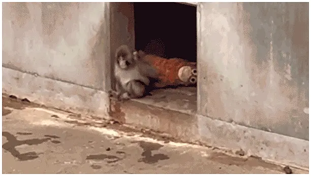 Emoji Pranksters Arrested After Storming Viral Monkey Enclosure in Japan