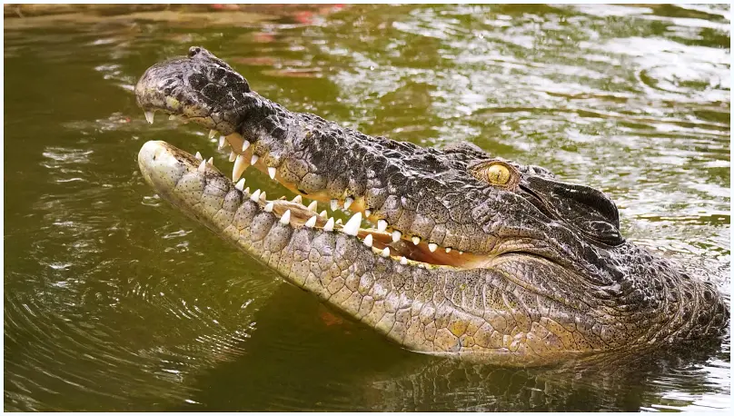 Unmasking the Ghost Crocodiles of Seychelles: A Genetic Revelation