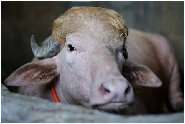 Albino buffalo with distinctive golden hair getting a gentle bath
