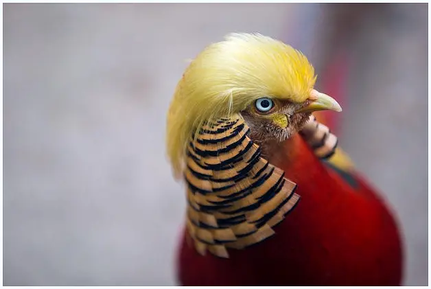 Golden pheasant with a prominent yellow crest resembling a famous politician