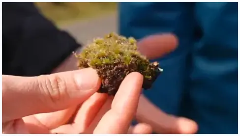 A Deadly Savior? UK Fungus Wages War on Invasive Moss