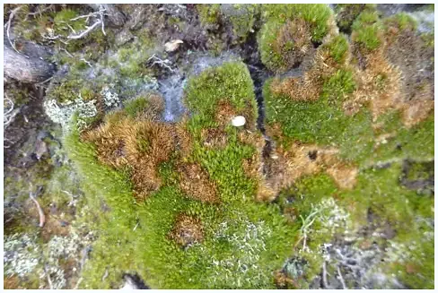 Heath-star moss aggressively spreading over a garden fence.
