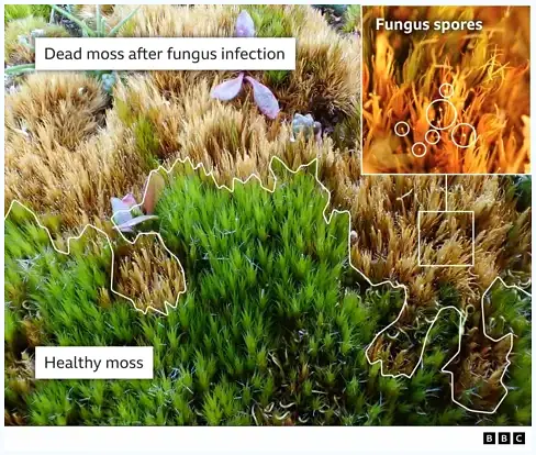 Historic dried moss specimens carefully preserved in museum.